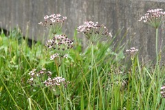 Killikus&reg; Fotographie